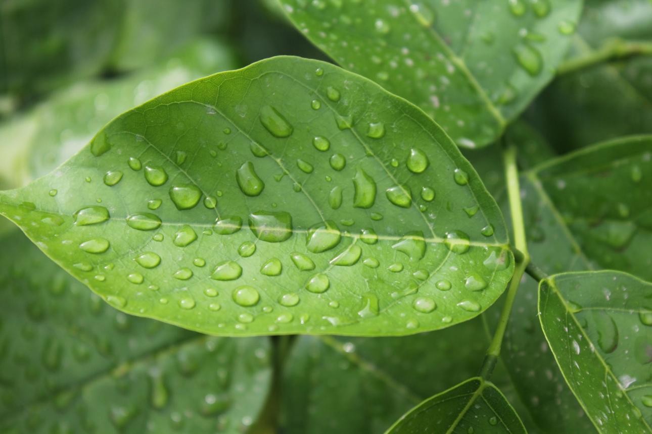 Eco-friendly Ester Series